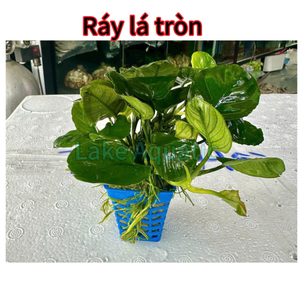 cây thuỷ sinh ráy lá tròn