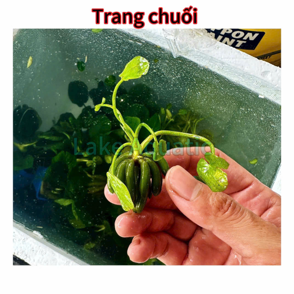 cây thuỷ sinh trang chuối