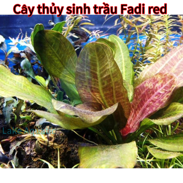 Cây Thủy Sinh Trầu Fadi Red tại Lake Aquatic