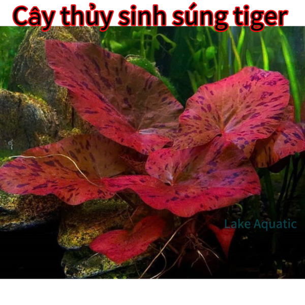Cây Thủy Sinh Súng Tiger