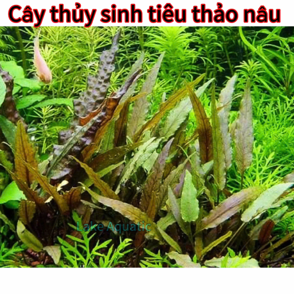 Tiêu Thảo Nâu