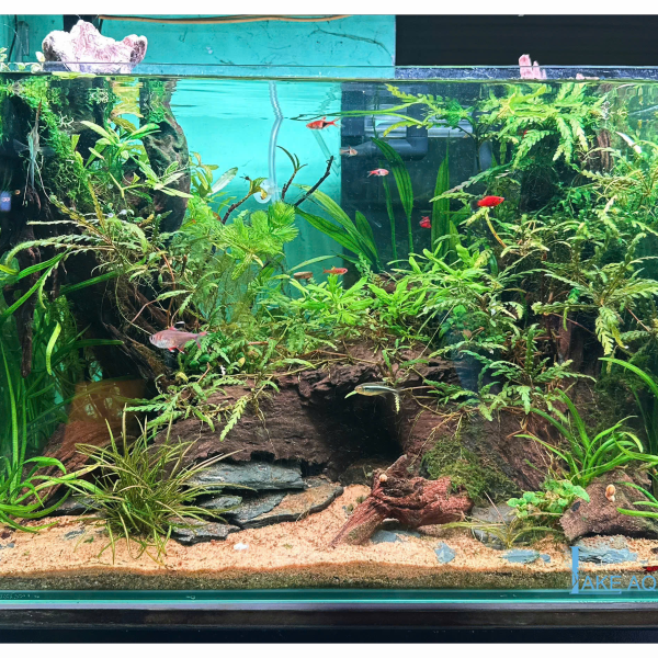 combo hồ setup sẵn KT ; 50X33X35