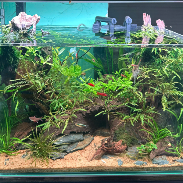 combo hồ setup sẵn KT ; 50X33X35