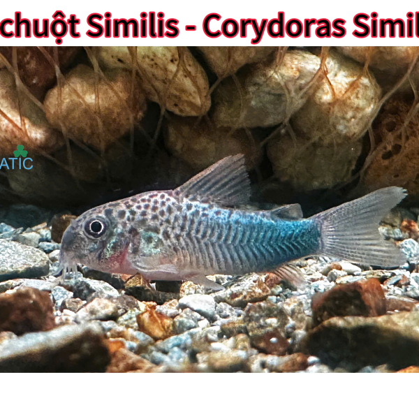 cá chuột similis - corydoras similis