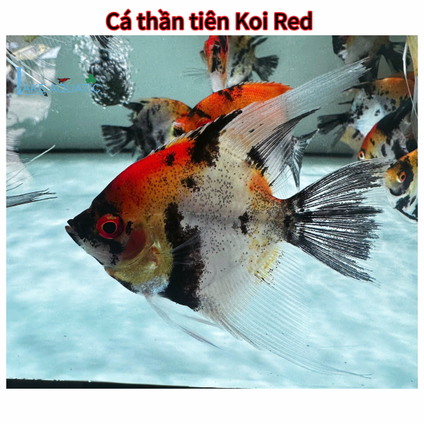 cá thần tiên koi red
