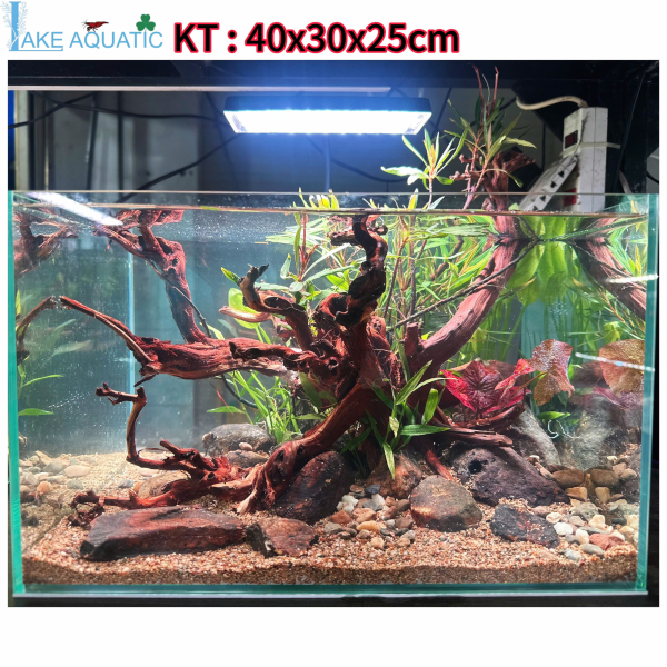 Hồ thủy sinh setup sẵn : KT40x30x25cm