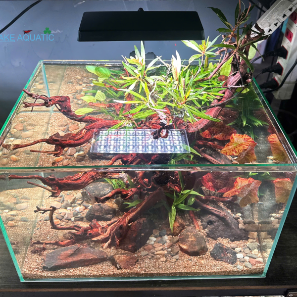 Hồ thủy sinh setup sẵn : KT40x30x25cm