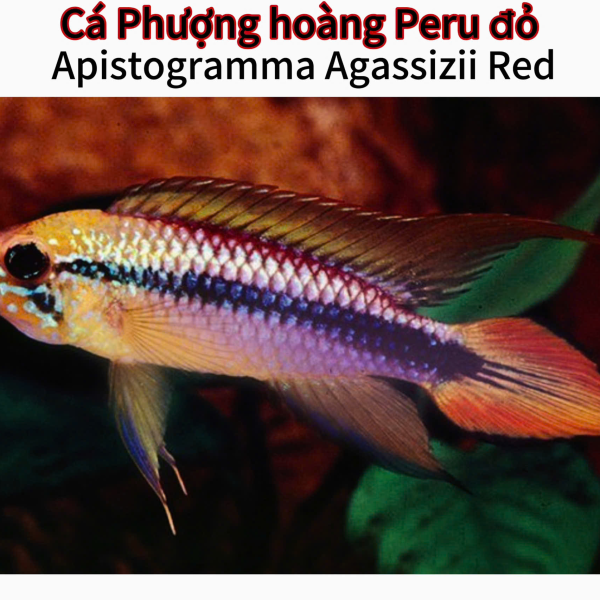 cá phượng hoàng Peru đỏ - Apistogramma agassizii red 