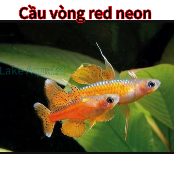 cá cầu vồng Red Neon