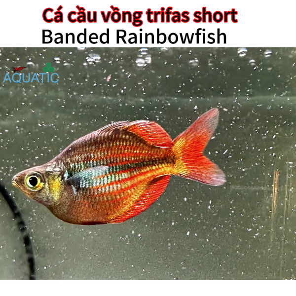 cá cầu vồng trifas short 