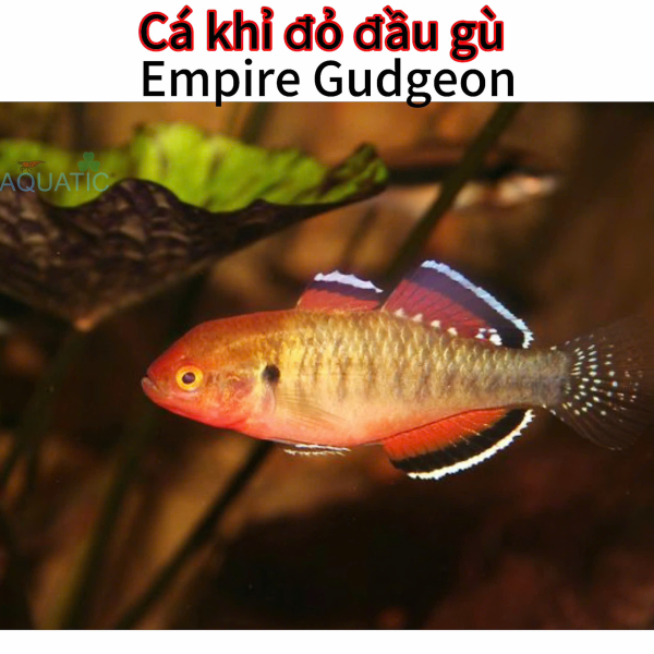cá khỉ đỏ đầu gù - Empire Gudgeon 