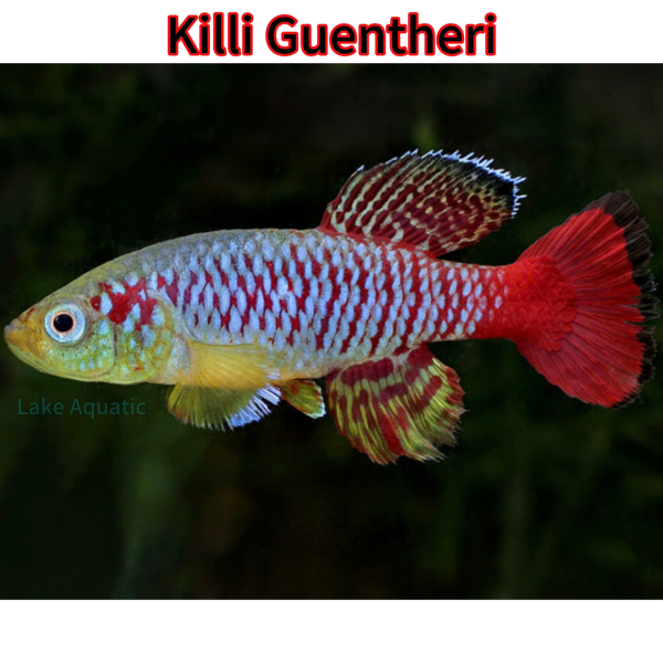 cá killi Guentheri