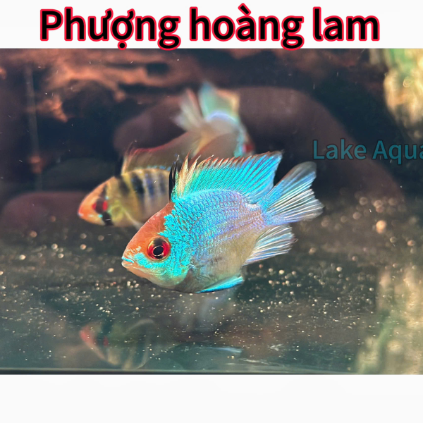 cá phượng hoàng lam