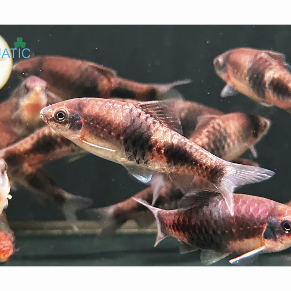 cá diếc dưa hấu - Haludaria Fasata
