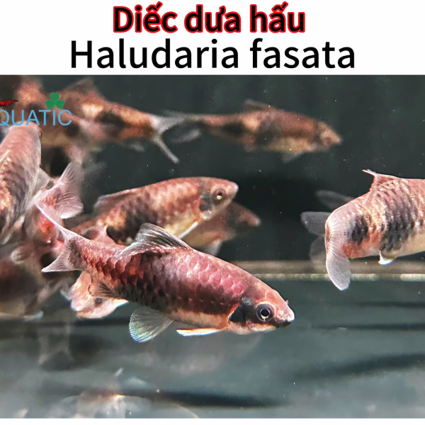 cá diếc dưa hấu - Haludaria Fasata