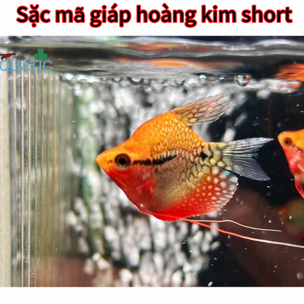 cá sặc mã giáp hoàng kim short