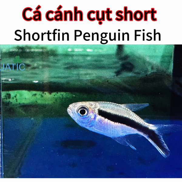 cá cánh cụt short - shortfin penguin Fish