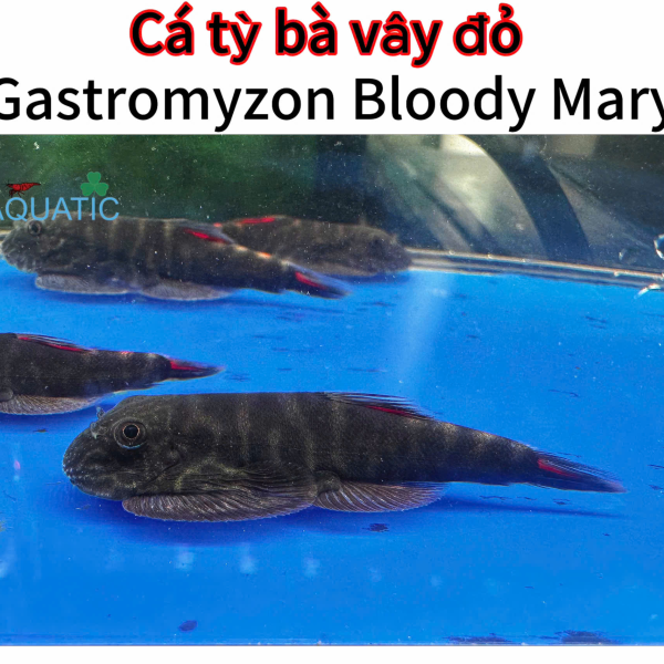 Cá tỳ bà vây xanh 
