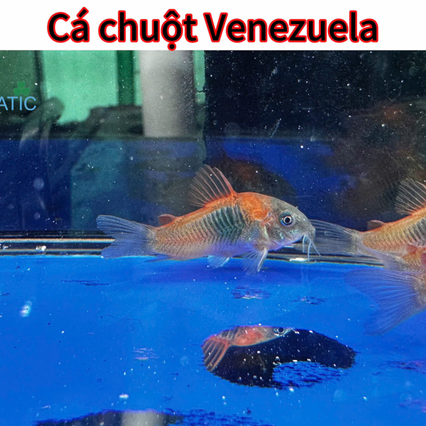 cá chuột Venezuela
