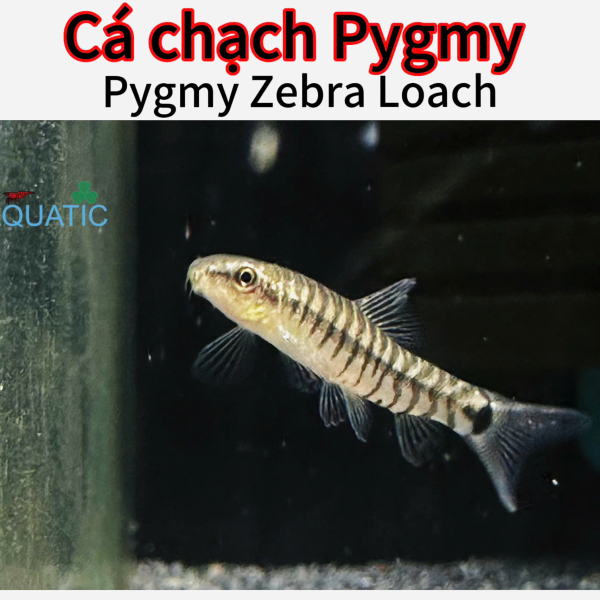 cá chạch Pygmy - Pygmy Zebra Loach