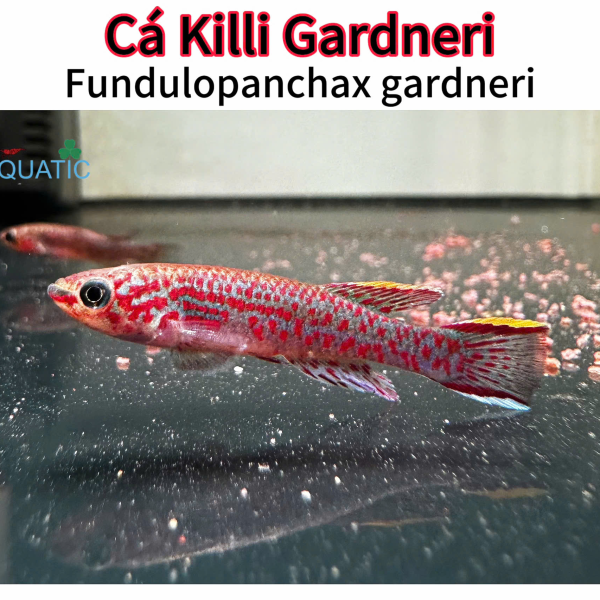 cá killi Gardneri - Fundulopanchax gardneri