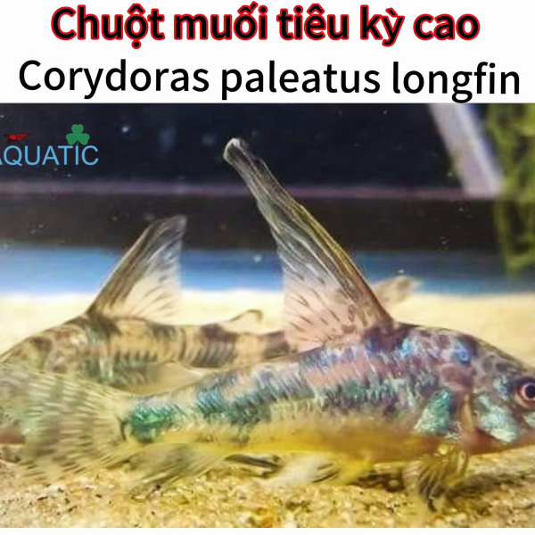 cá chuột muối tiêu kỳ cao