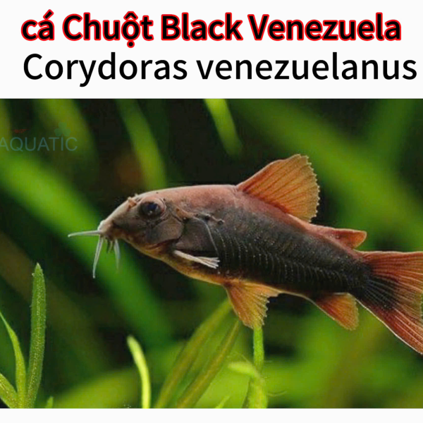 cá chuột Black Venezuela
