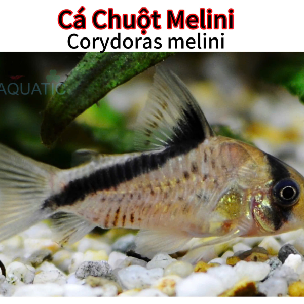 cá chuột Melini