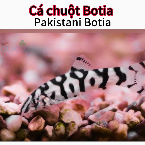 cá chuột Botia