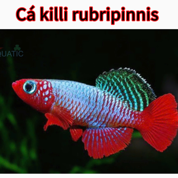 Cá Killi Rubripinnis