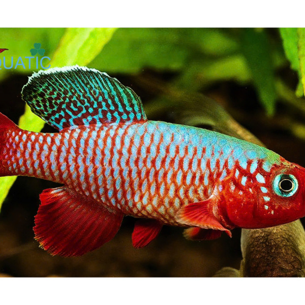 Cá Killi Rubripinnis