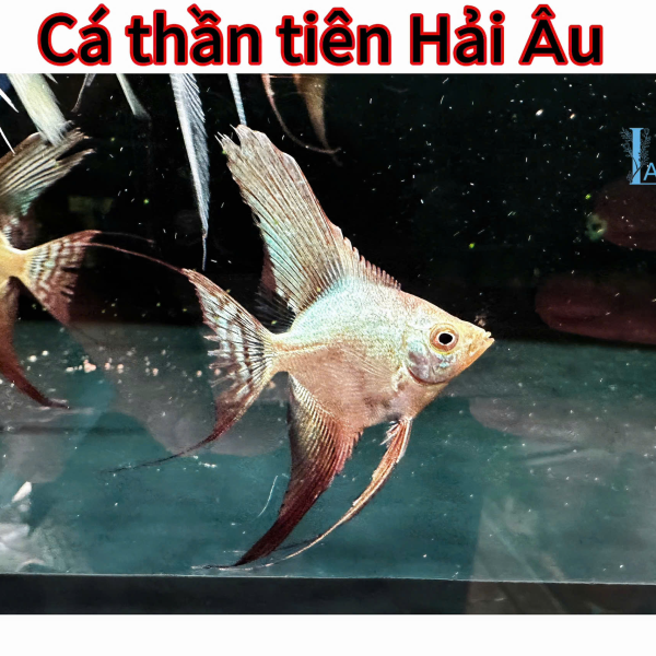 cá thần tiên hải âu 
