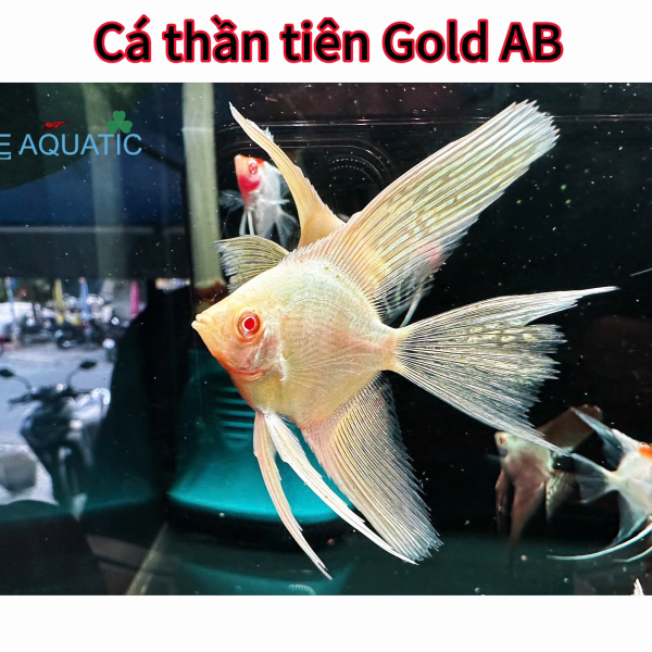 cá thần tiên gold AB