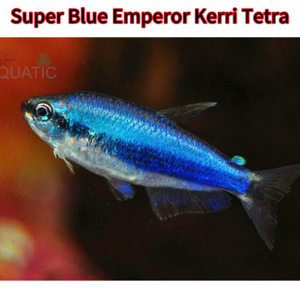 cá super blue tetra