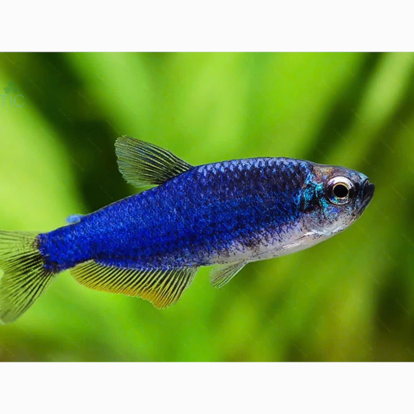 cá super blue tetra