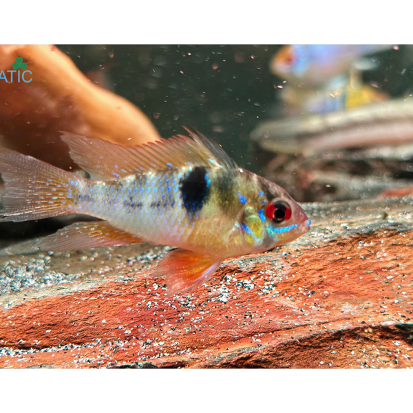 cá phượng hoàng ĐỨC - Mikrogeophagus ramirezi 