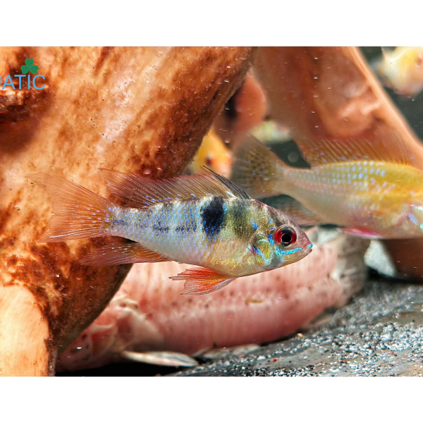 cá phượng hoàng ĐỨC - Mikrogeophagus ramirezi 