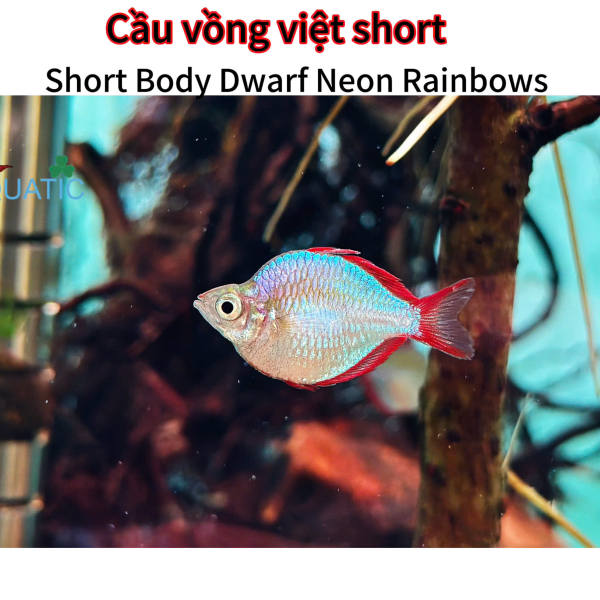cá cầu vồng việt short
