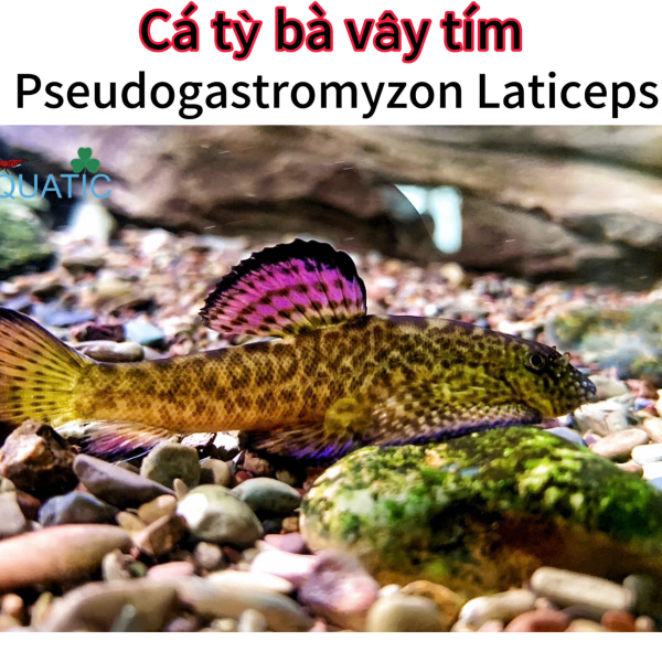 cá tỳ bà vây tím