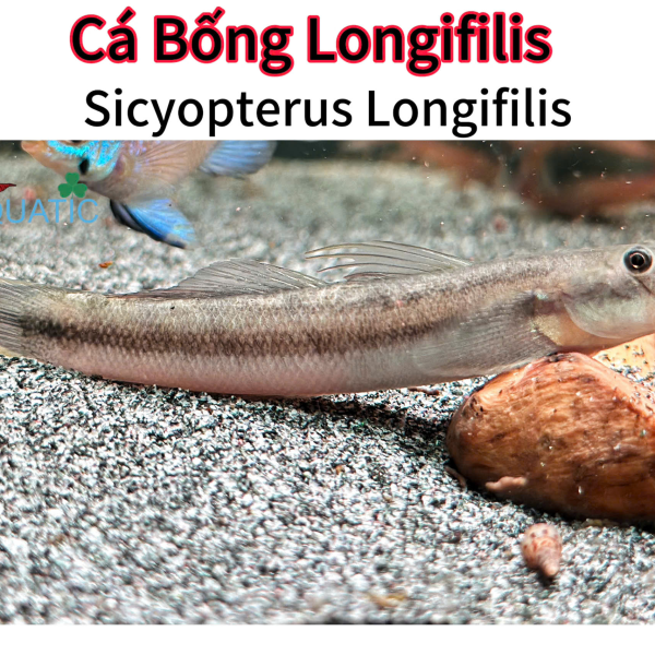 cá bống Longifilis