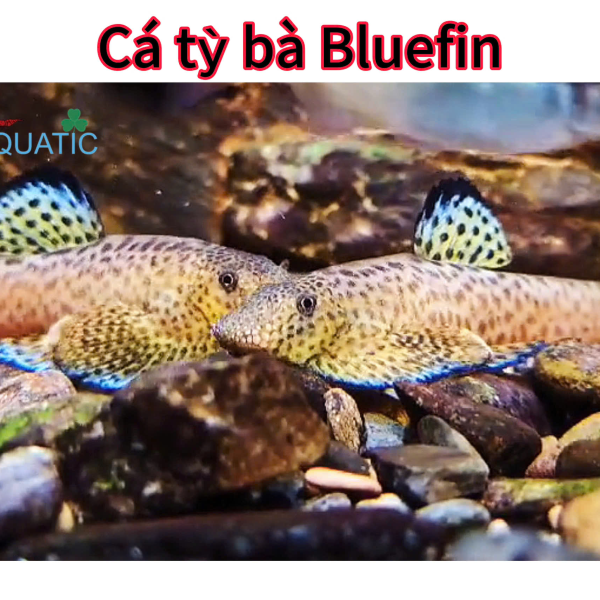 cá tỳ bà Bluefin - pseudogastromyzon lianjiangensis