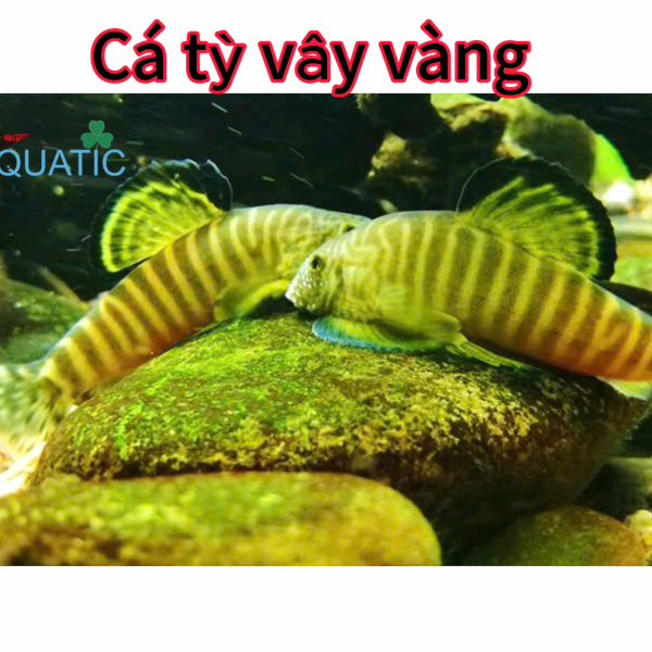 cá tỳ bà vây vàng