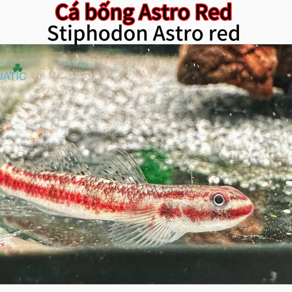 cá bống Atro Red - Stiphodon Atro Red