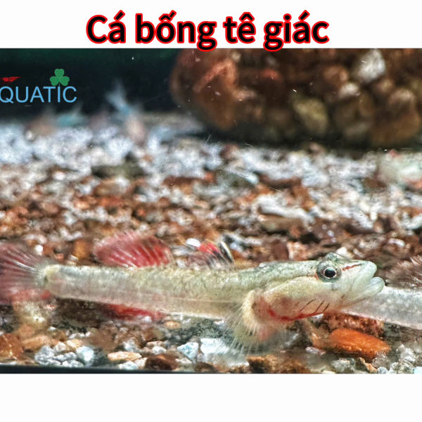 Cá bống tê giác 