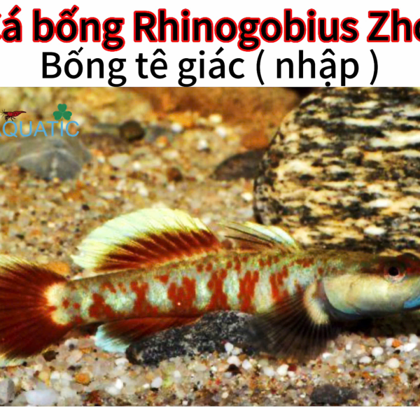 cá bống  Rhinogobius Zhoui - bống tê giác
