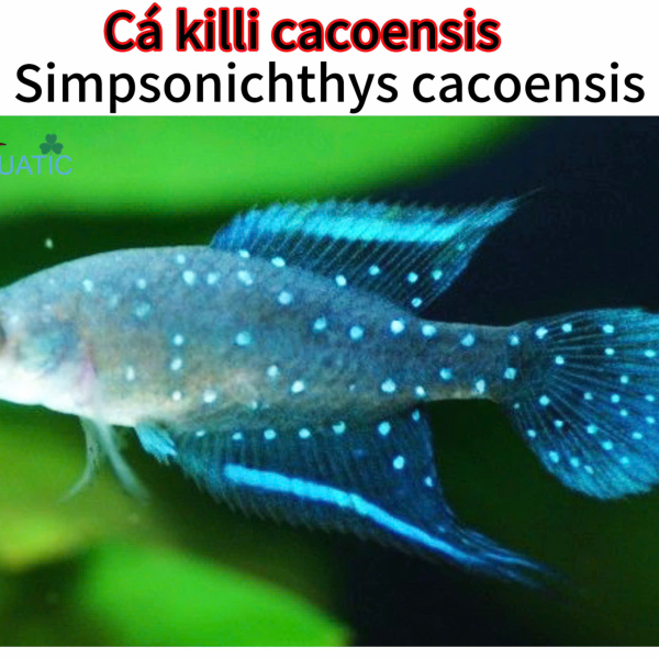 cá killi cacoensis - Simpsonichthys cacoensis