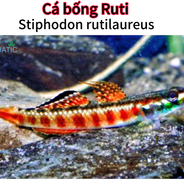 cá bống Ruti - Stiphodon Rutilaureus 