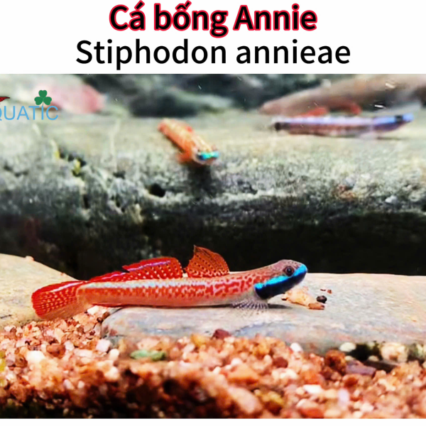 cá bống Annie - Stiphodon annieae