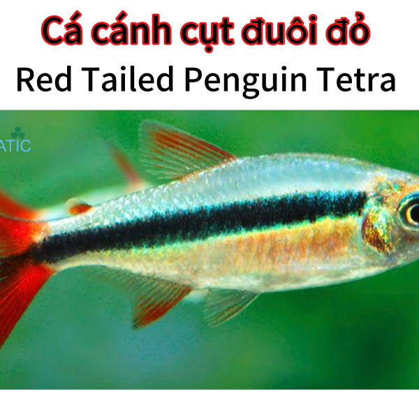 cá cánh cụt đuôi đỏ - Red tailed Penguin tetra