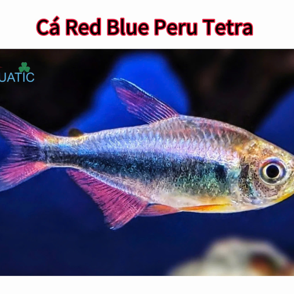 cá Red Blue Peru Tetra